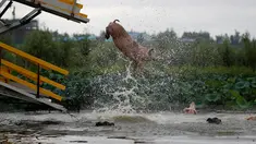 Seekor babi melompat ke kolam di Shenyang di provinsi Liaoning, China, (17/8). Untuk mendapatkan daging berkualitas, peternak babi di China melatih babi-babinya untuk menyelam dari balkon dengan ketinggian tiga meter. (AFP Photo/Str/China Out)