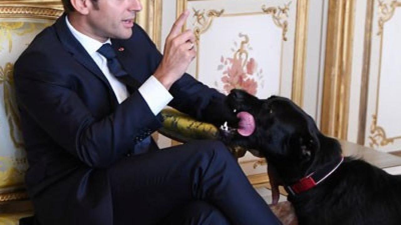 Emmanuel Macron dan Anjing Adopsi Bernama Nemo