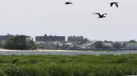 Cegah Kecelakaan, Nyaris 70.000 Burung di New York Mati Dibantai