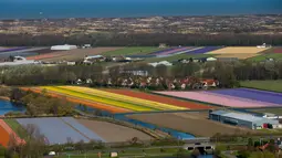 Pandangan udara ladang bunga tulip di Keukenhof, Lisse, Belanda, Rabu (10/4). Ladang tulp ini menarik jutaan wisatawan setiap tahunnya. (AP Photo/Peter Dejong)