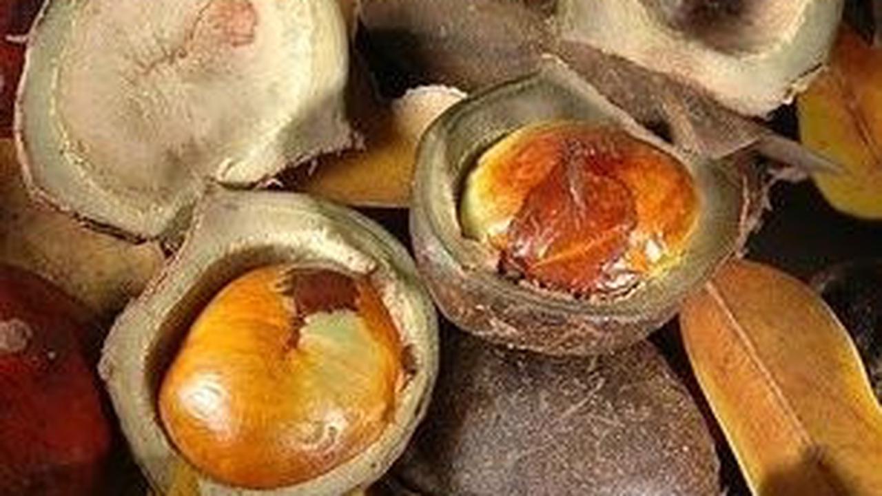 Walaupun jengkol memiliki banyak manfaat, konsumsi berlebihan bisa menyebabkan gangguan pencernaan, bau mulut, dan kerusakan hati. Oleh karena itu, konsumsilah jengkol dalam jumlah yang wajar.