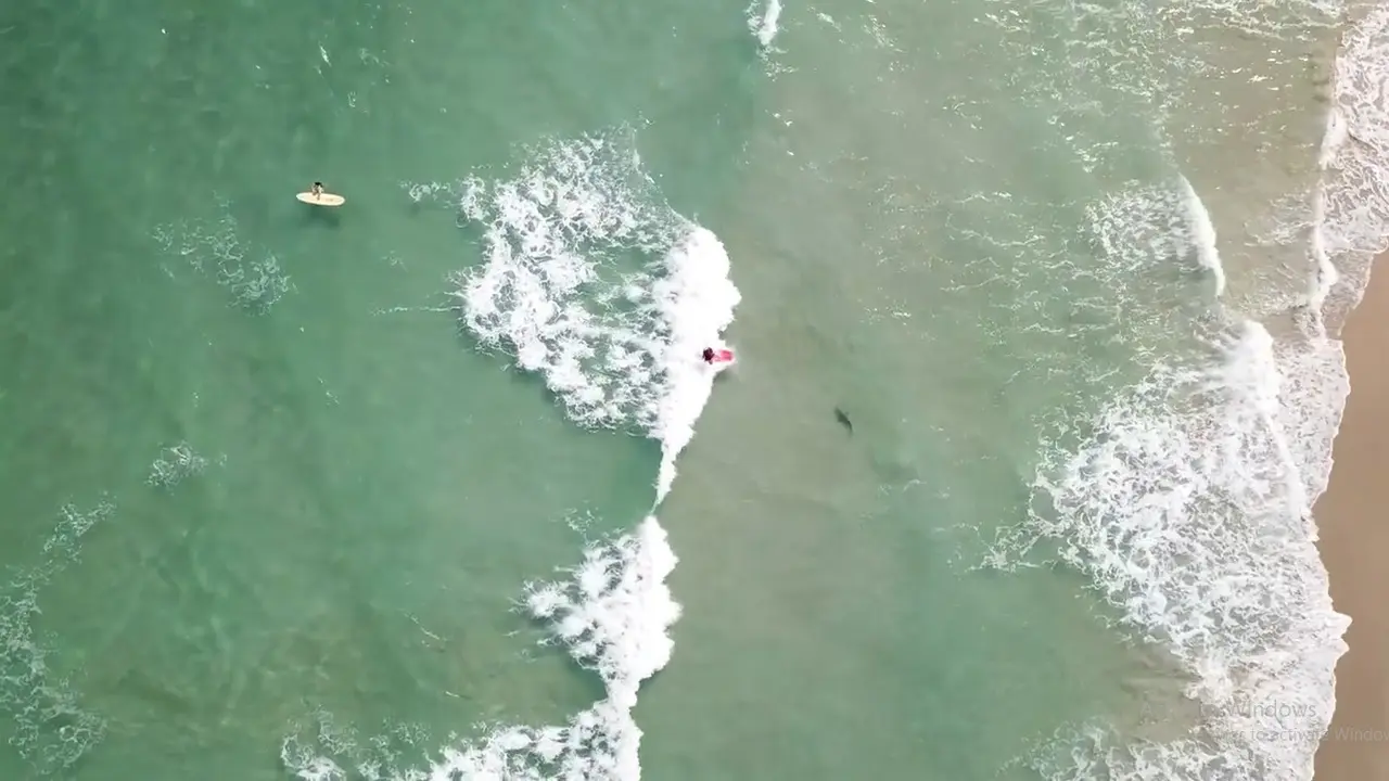 Detik-detik peselancar jatuh di atas hiu di Florida (Screengrab: Jason Griffeth/Instagram/Facebook)