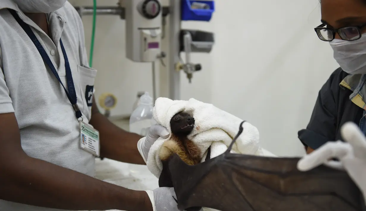 Dokter hewan India Khyati Kapadia dan asisten Jitubhai Verma merawat seekor fruitbat yang menderita dehidrasi di tengah meningkatnya suhu di Ahmedabad (24/5). Negara bagian Gujarat di India sedang mengalami cuaca panas tinggi. (AFP Photo/Sam Panthanky)
