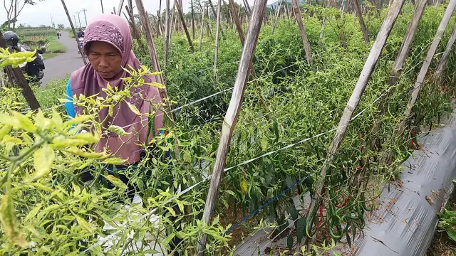 Petani cabai di Banjarnegara, Jawa Tengah. (Foto: Liputan6.com/Muhamad Ridlo)