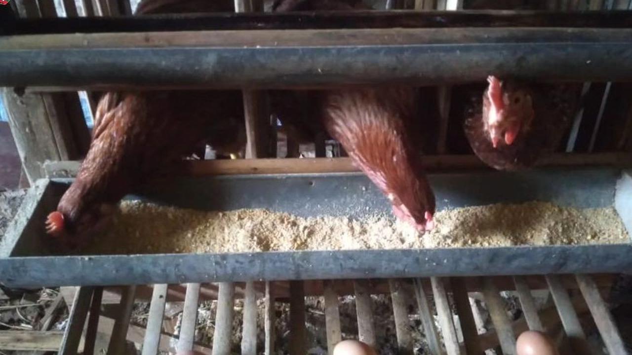Kendala