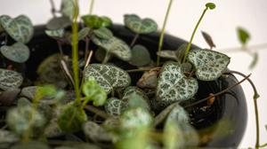 14 Tanaman Hias Daun Berbentuk Hati yang Cantik untuk Dekorasi Rumah Lebih Estetik