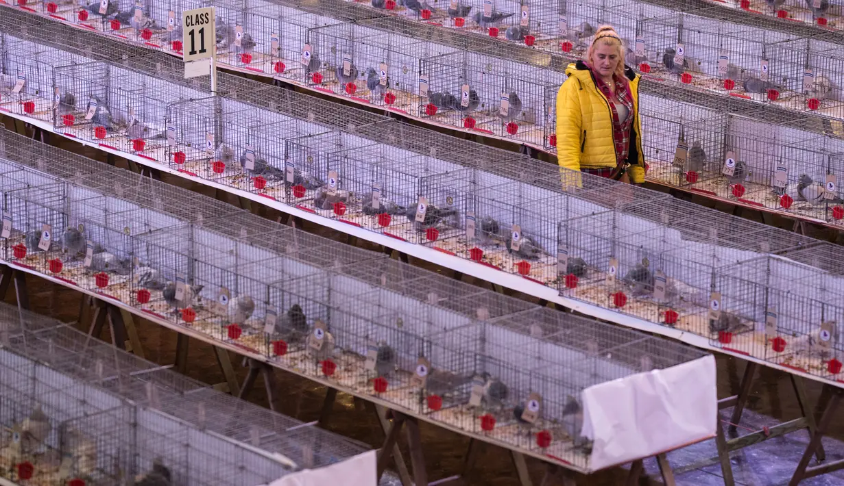 Peternak memeriksa burung-burung merpati yang dipajang dalam kandang selama acara tahunan British Homing World Show di Blackpool, Minggu (20/1). Sekitar 15.000 orang berkumpul pada pertemuan peternak merpati terbesar di Inggris itu. (OLI SCARFF/AFP)