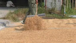 Bulog Serap 3,2 Juta Ton Gabah Petani Setara Beras