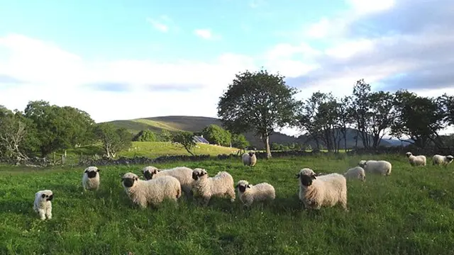 Valais Blacnose Sheep 0714 2