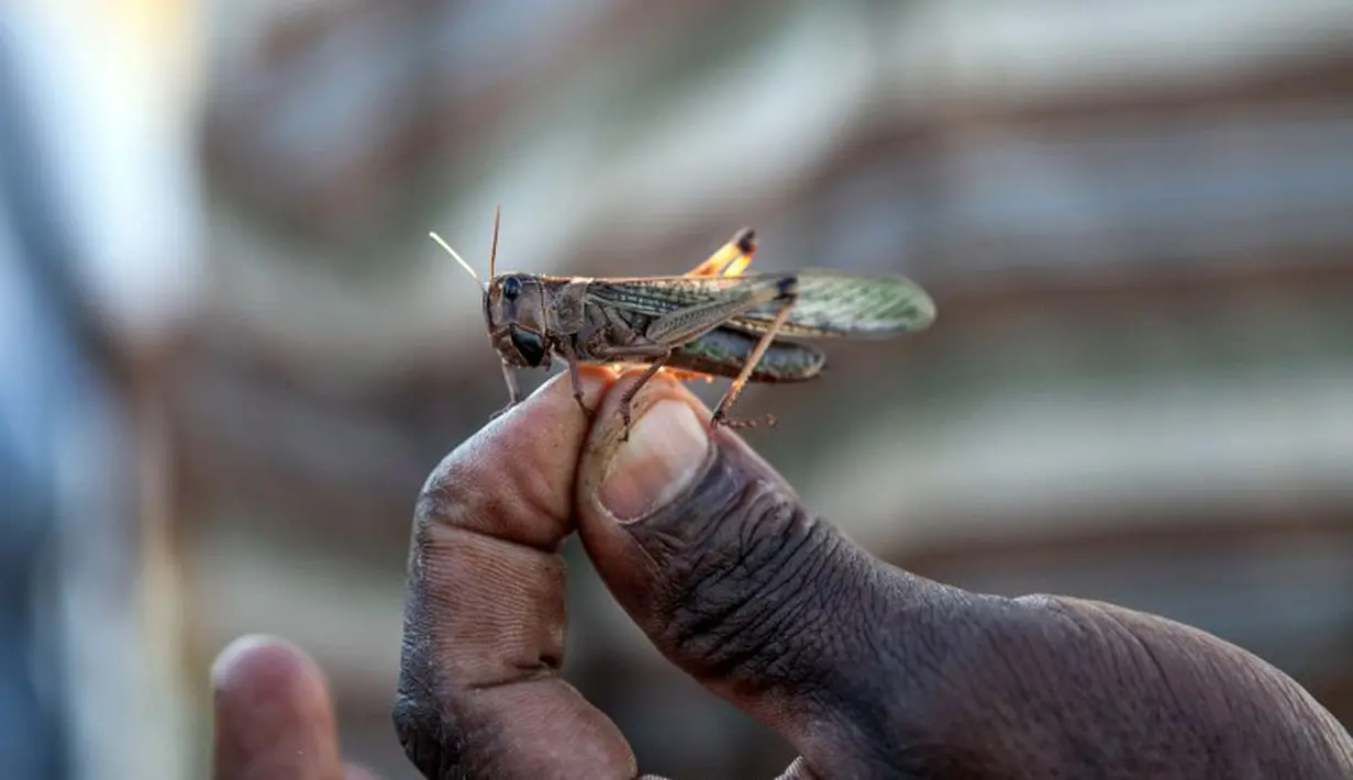 Seorang petani memperlihatkan jenis belalang yang menyerang Madagaskar (AFP Photo/Rijasolo).
