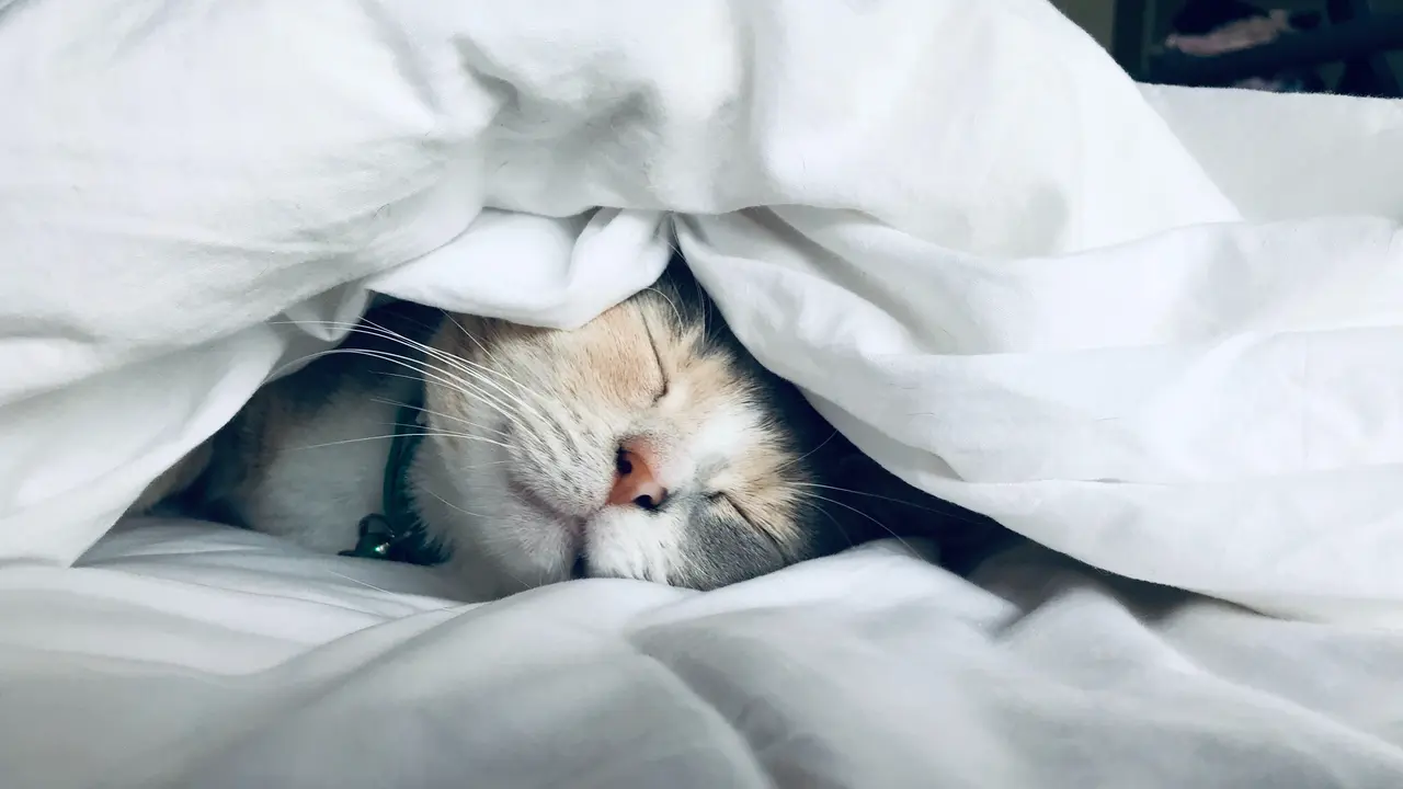 Kucing - Vania