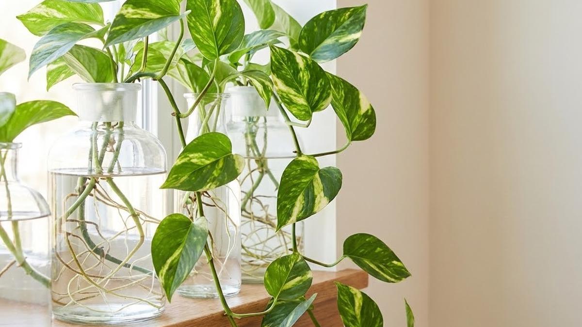 9 Tanaman Hias Indoor Pembawa Keberuntungan dan Tempat Terbaik Meletakkannya