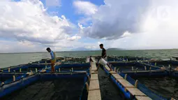 Mahasiswa memberi pakan pada ikan bawal bintang yang di budi daya untuk studi kampus di perairan Serang, Banten, Minggu (10/4/2022). di antaranya ikan 8,69 juta ton dan rumput laut 10,08 juta ton serta produksi budidaya ikan hias sebanyak 1,56 miliar ekor.Liputan6.com/Angga Yuniar