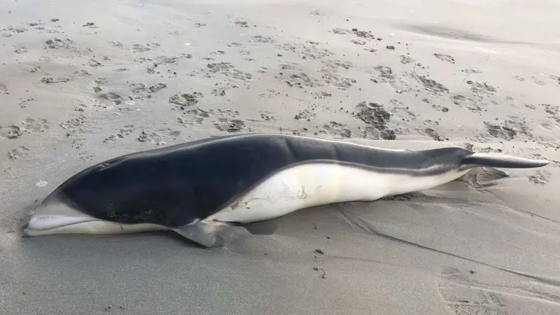 Spesies lumba-lumba Lissodelphis Peronii itu, atau dikenal dengan Southern Right Whale Dolphins, ditemukan di Pantai Timur Kota Port Fairy, Victoria. (Supplied: Caitlin Em)