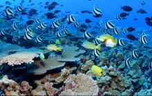 3 April Memperingati Hari Hewan Akuatik Sedunia, Begini Sejarahnya