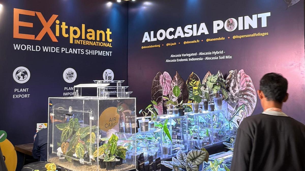 Mengenal Alocasia di FLOII Expo 2025, Si Tanaman Hias Daun Eksotis dari Daerah Tropis