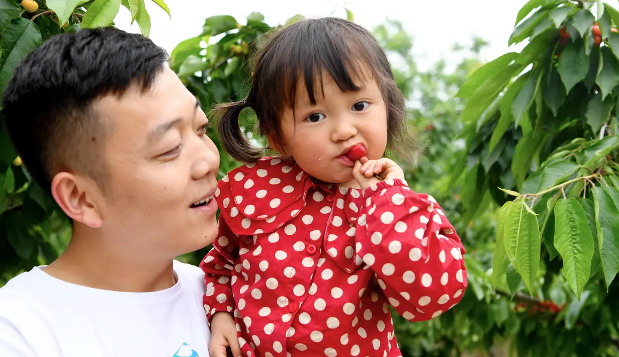 Seorang gadis kecil menyantap ceri dalam festival ceri yang digelar di kawasan wisata Cherry Vale di Distrik Erqi, Zhengzhou, Provinsi Henan, China tengah, (6/5/2020). (Xinhua/Hao Yuan)