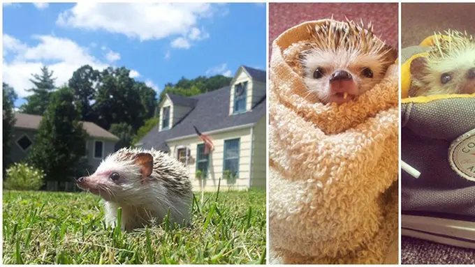 Foto: copyright boredpanda.com