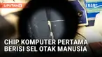 Sel-Sel Otak yang Digunakan dalam Chip Komputer Pertama di Dunia