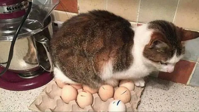 9 Potret Kucing Krisis Identitas Ini Bikin Geleng Kepala