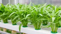 6 Cara Menanam Kangkung Hidroponik untuk Pemula di Rumah