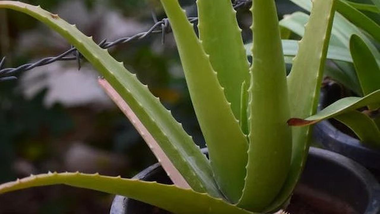 8. Lidah Buaya: Elastisitas Kulit yang Terjaga
