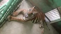 Anggi, seekor harimau sumatera yang sudah berusia senja di Medan Zoo