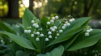 Mengenal Bunga Lily of the Valley, Si Lonceng Putih Simbol Kemurnian Kesayangan Kerajaan Inggris