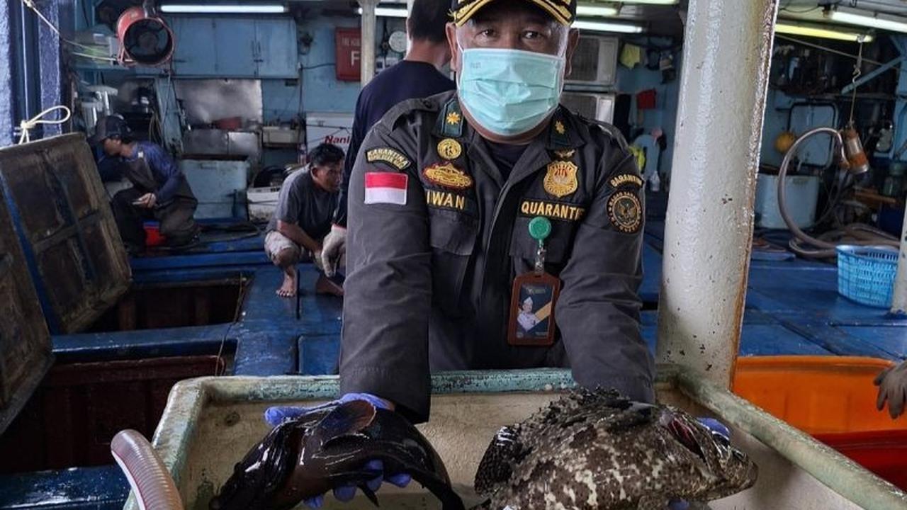 Natuna Ekspor Ikan Hidup Rp1,2 Miliar ke Hong Kong, Dorong Ekonomi Lokal