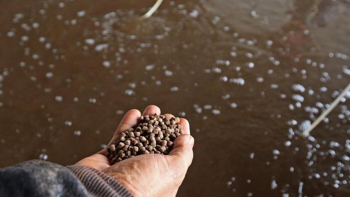 7 Tips Meracik Pakan Lele Sendiri agar Panen Lebih Cepat dan Untung Besar