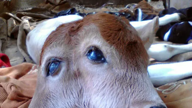 Sapi berkepala dua
