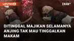 Seekor anjing ditinggal majikannya untuk selamanya bikin haru