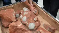 Sebanyak 19 butir fosil telur Dinosaurus berhasil ditemukan secara tidak sengaja oleh petugas perbaikan jalan di Heyuan, Tiongkok, Kamis (23/4/2015). Pekerjaan galian tanah di area seluas 1,3 km2 terpaksa dihentikan untuk penelitian. (AFP Photo/China Out)
