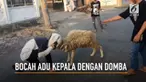 Aksi konyol seorang bocah adu kepala dengan  domba menuai gelak tawa.