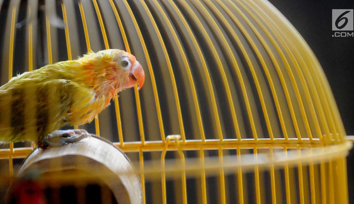 Foto Melihat Budi Daya Burung Lovebird Di Tangerang News