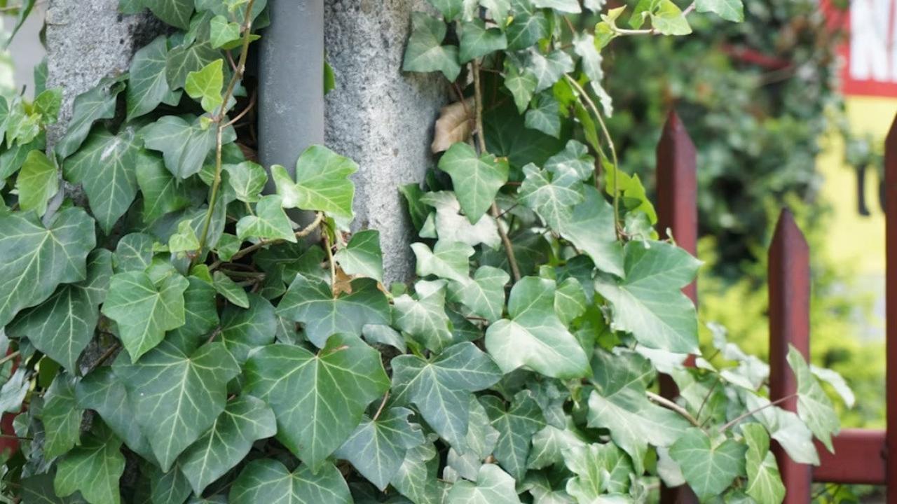 English Ivy