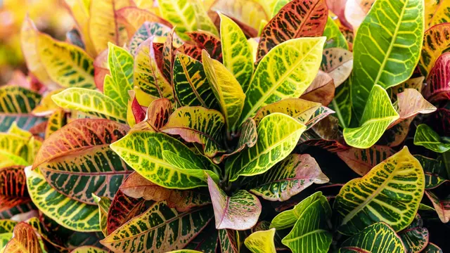 Puring (Codiaeum Variegatum)