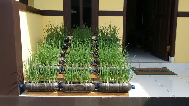Kebun Sayur Daun Bawang dari Botol Bekas yang Cocok untuk Hiasan Teras