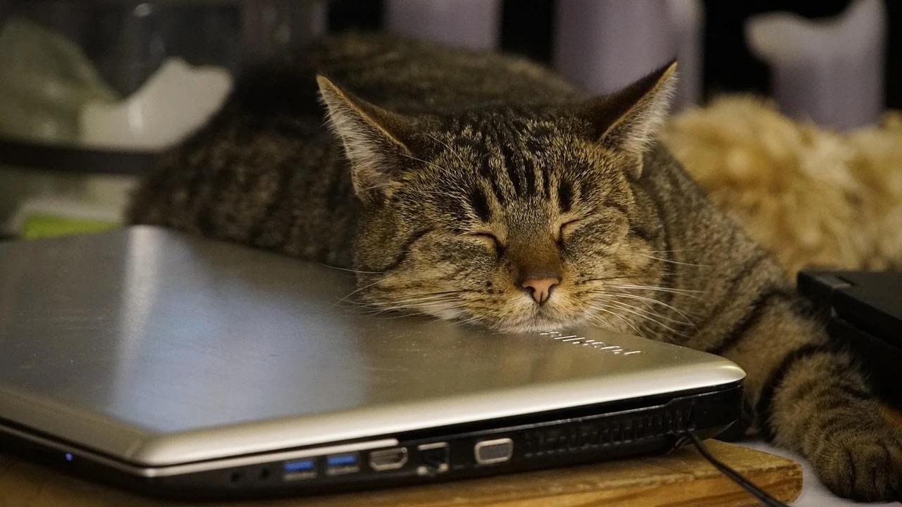 8 Alasan Kucing Suka Duduk di Laptop, Cat Lovers Harus Tahu