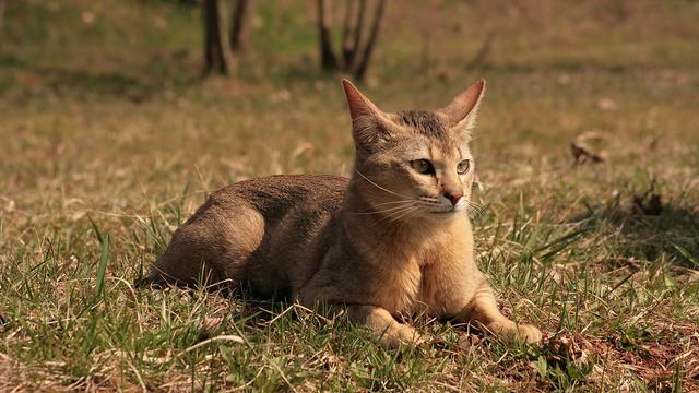 Yuk, Kenali 10 Ras Kucing dengan Telinga yang Besar - Citizen6 Liputan6.com
