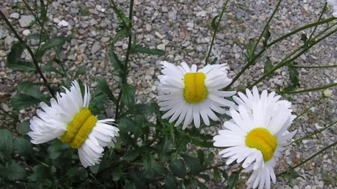 Foto: copyright ibtimes.co.uk