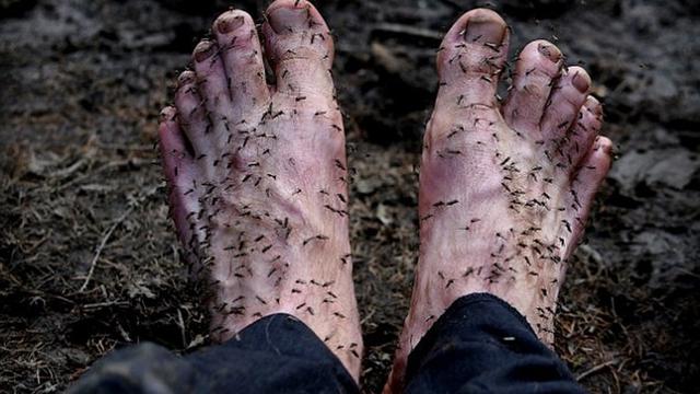 Gatal! Pria Ini Biarkan Puluhan Nyamuk 'Bersarang' di Kakinya