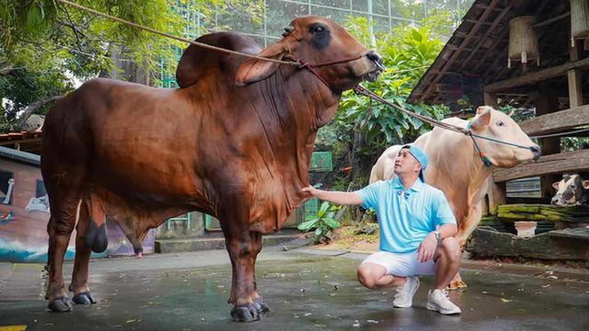 10 Potret Hewan Kurban Artis di Momen Idul Adha 2026, Diberi Nama yang Unik