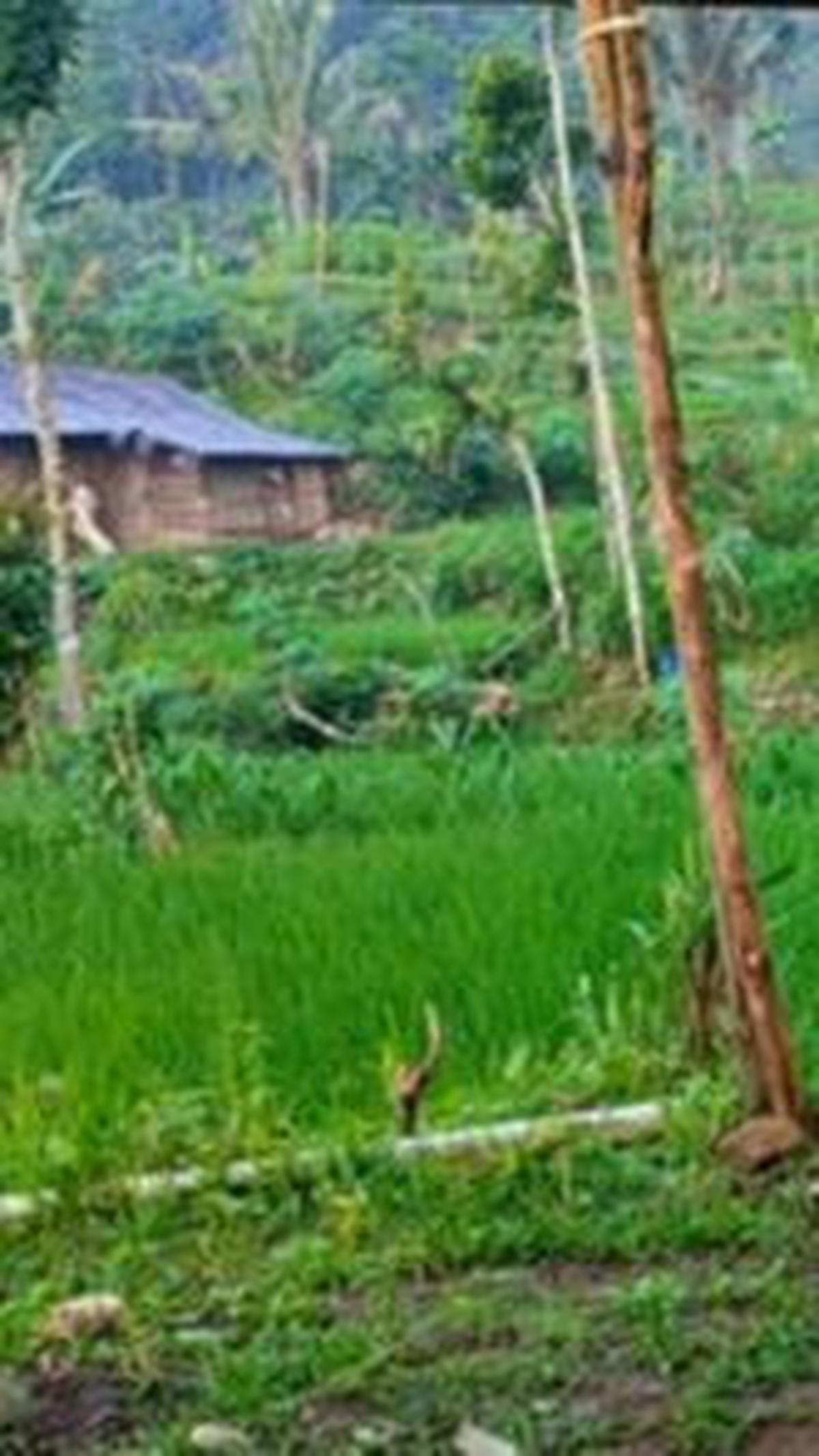 "Tapi pemandangannya bagus banget," terang sang pemilik video. <br>