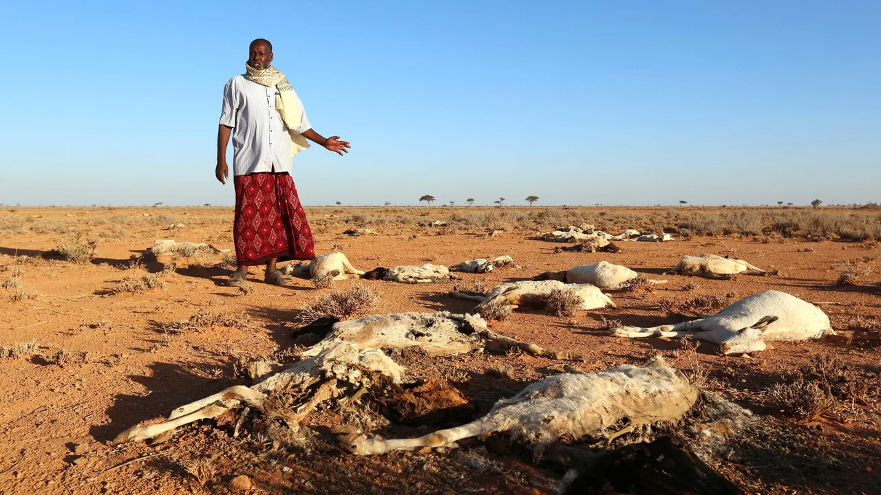 20161216-Hewan-Ternak-Somalia-Reuters