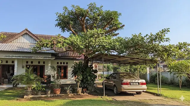 Pohon Buah Peneduh Mobil yang Aman dari Buah Jatuh/Foto: AI Generated