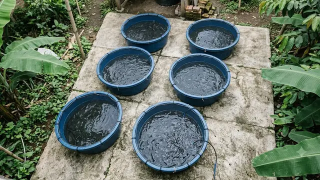 Cara Ternak Lele di Ember Dangkal