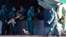 Pekerja mengambil sejumlah bebek untuk dimusnahkan di peternakan unggas di Latrille, Prancis, (6/1). Pemusnahan besar-besaran ini dilakukan di tiga daerah yang paling terpengaruh oleh wabah flu burung. (AP Photo/Bob Edme)