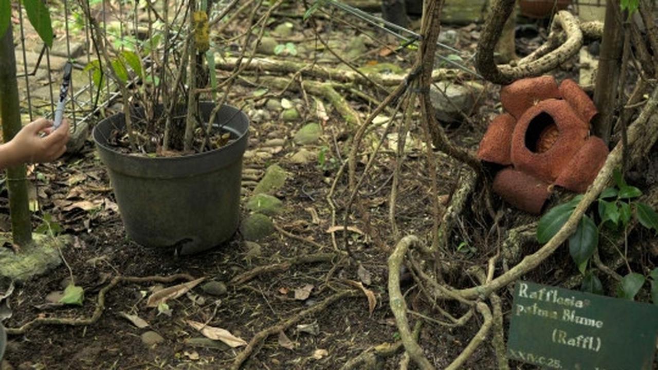 Melihat Rafflesia Patma yang langka tumbuh mekar di Kebun Raya Bogor