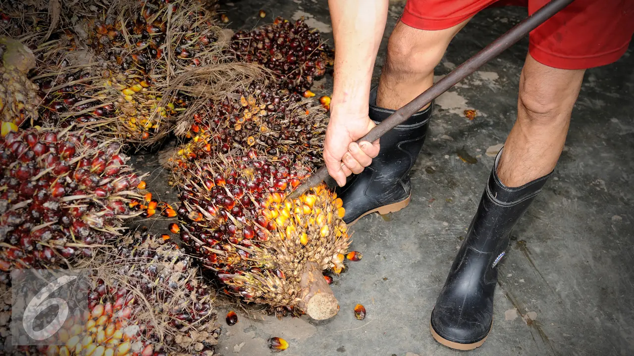 20160308-Ilustrasi-Kelapa-Sawit-iStockphoto
